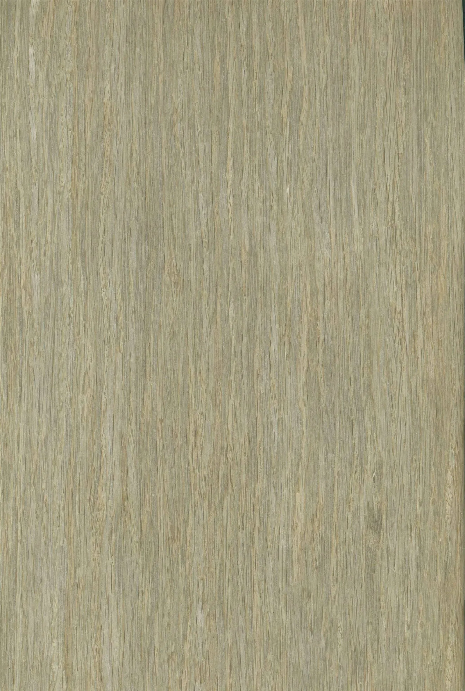 grey oak-2 grey oak-2