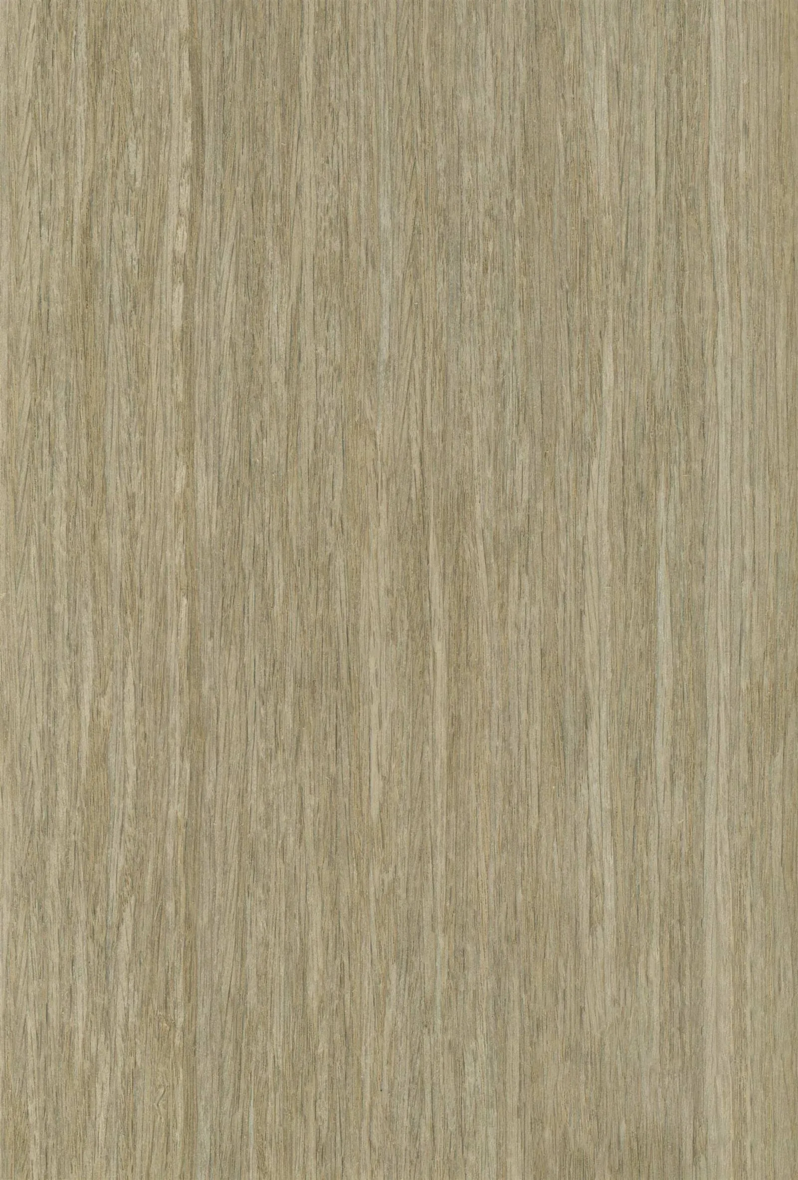 grey oak-1 grey oak-1